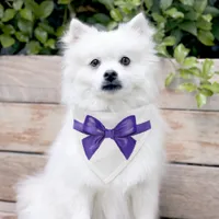 Purple bow tie pet bandana collar