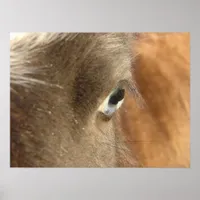 Blue Eyed Mini Filly Closeup Photography Poster