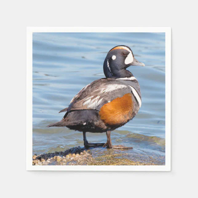 Beautiful Harlequin Duck on the Rock Napkins