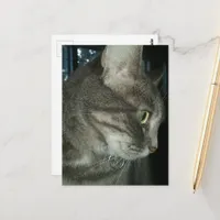 adorable grey tabby cat postcard
