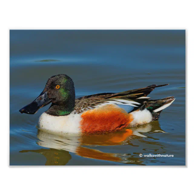 Closeup of a Handsome Northern Shoveler Duck Photo Print