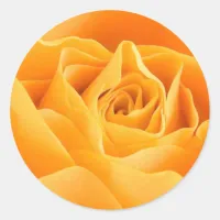 Orange Rose Classic Round Sticker