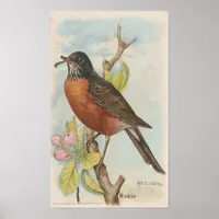 Robin Poster