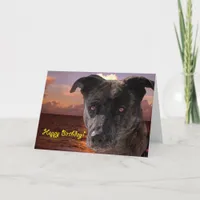 Dog at the Beach, Happy Birthday Card