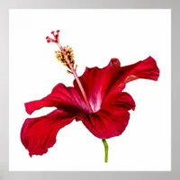 Red Hibiscus Flower Side View Poster