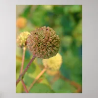 Button Bush #2 Poster