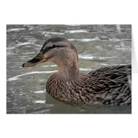 Mallard Hen