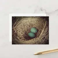 Robin Eggs in a Nest Postcard