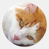 Pretty Kitty Classic Round Sticker