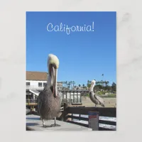 Postcard - Pelicans on Pier