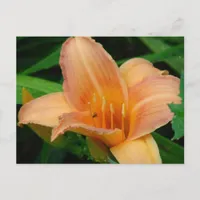 Daylily Postcard