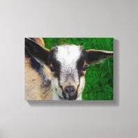 Adorable Baby Goat Canvas Print
