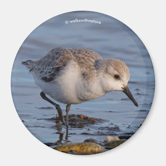 Cute Sanderling Sandpiper Strolls Wintry Beach Magnet