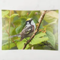 Beautiful Chestnut-Sided Warbler on a Branch Trinket Tray