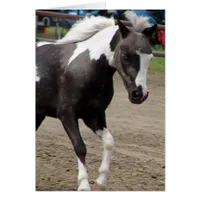 Pinto Mini Horse