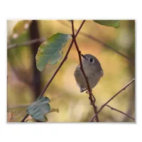 Ruby-crowned Kinglet in Fall Shrub Photo Print