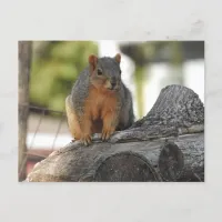 Just Saying Hi | Cute Squirrel Photo Postcard