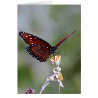 Butterfly and Flower