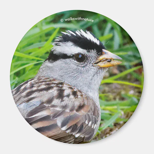 Beautiful White-Crowned Sparrow in the Grass Magnet