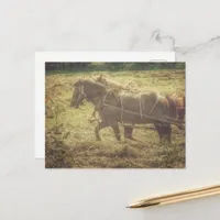 Black and Sorrel Amish Horses Mowing Hay Postcard