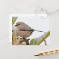 Cute Bushtit Songbird on Pear Tree Branch Postcard