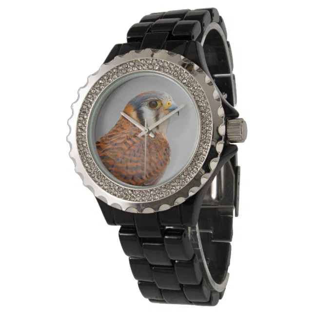 Stunning American Kestrel Falcon Bird of Prey Watch