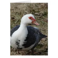 Muscovy Hen