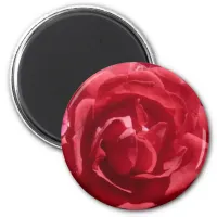 Red Roses Magnet