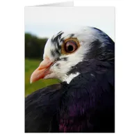 Mrs. Pigeon All Occasions 