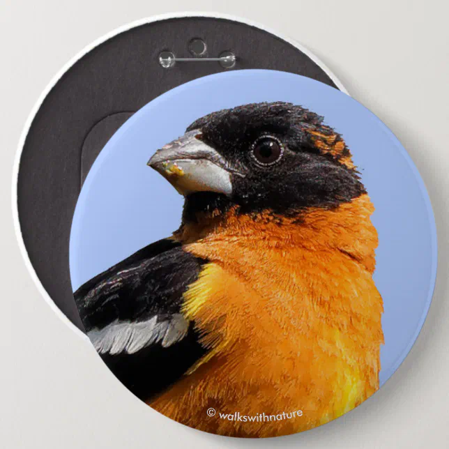 Beautiful Black-Headed Grosbeak in a Tree Pinback Button