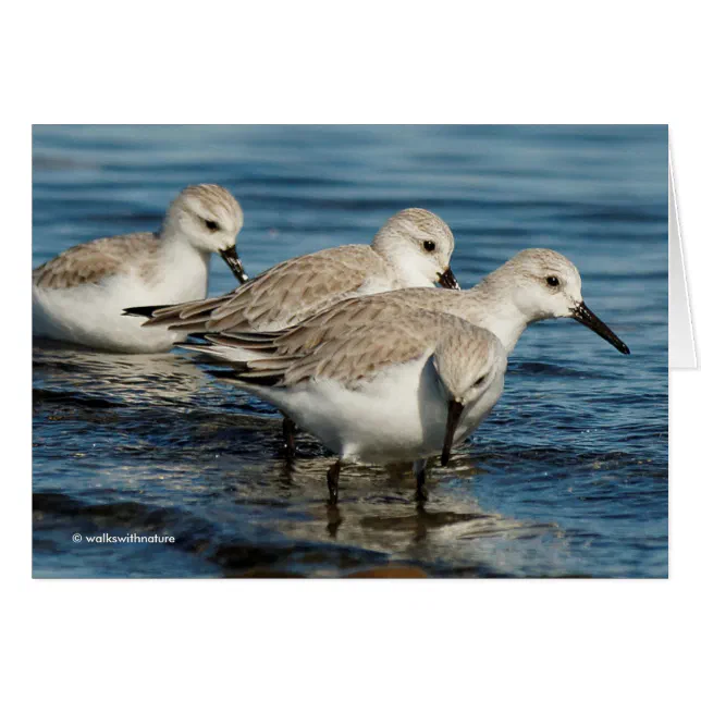 Funny Cute 4 Sanderlings Sandpipers at the Beach