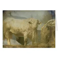 Big Bull, All Occasion Blank Greeting Card