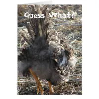 Guess What?  Chicken Butt