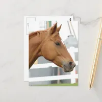 Sorrel Young Gelding Postcard
