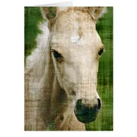 Palomino Foal