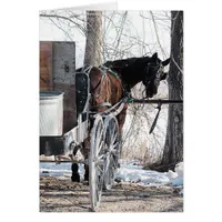 Looking Back Amish Horse All Occasions Greeting Ca
