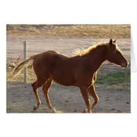 Trot On