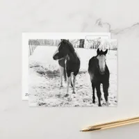 Gorgeous Paint Horse Mare and Foal in Winter Postcard
