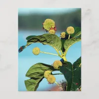 Button Bush on Mississippi River Postcard