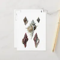 Beautiful Vintage Seashells Postcard