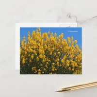 Yellow False Indigo Wild Indigo Horseflyweed Postcard