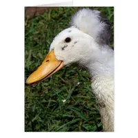 Crested Drake