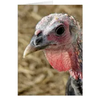 Bronze Turkey