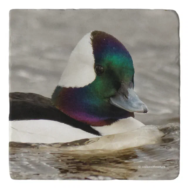 Cute Bufflehead Duck at the Pond Trivet