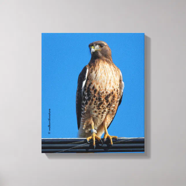 Magnificent Red-Tailed Hawk in the Sun Canvas Print