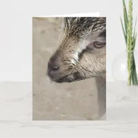 Goat Kid Card