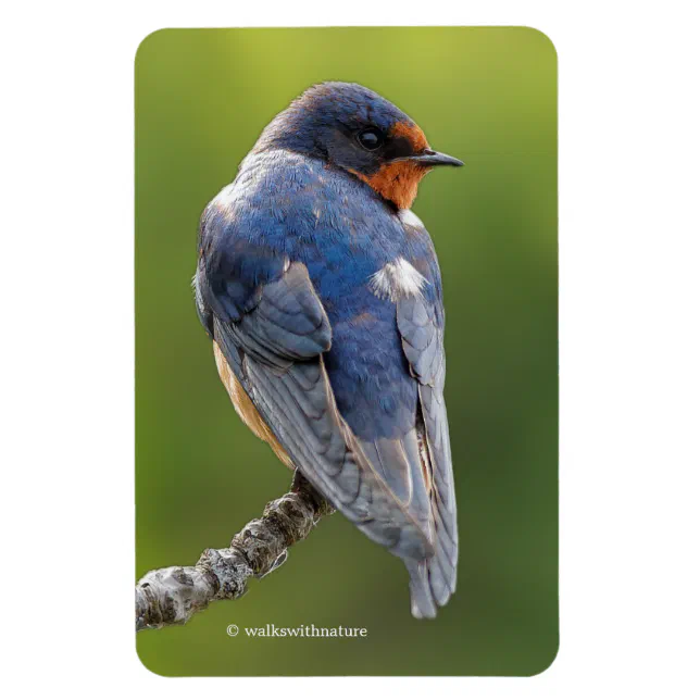 Stunning Barn Swallow on a Branch Magnet