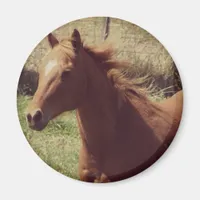 Scotch in Motion Magnet