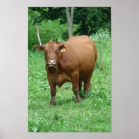 Bovine Poster