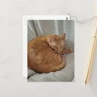 Cute Sleepy Ginger Kitty Postcard